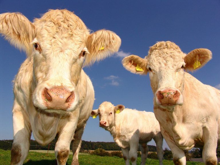 Taller Activos Biológicos con la Reforma Tributaria Ley 1819/16 8 cow 1565034179