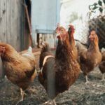 Concepto DAF 046819 del 30-06-2026. Territorial. ICA. Alimento concentrado elaborado para el autoconsumo en la actividad avícola. Gallinas junto a una cerca