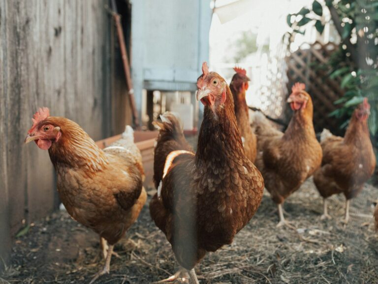 Concepto DAF 046819 del 30-06-2026. Territorial. ICA. Alimento concentrado elaborado para el autoconsumo en la actividad avícola. 7 Gallinas junto a una cerca